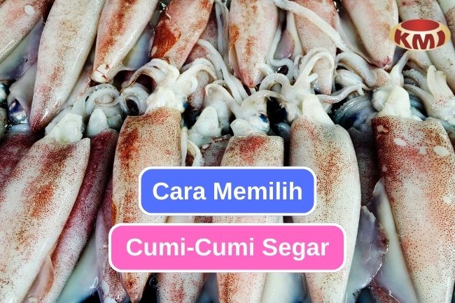 Inilah Cara untuk Memilih Cumi-Cumi Segar